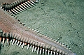 07 Astropecten aranciacus